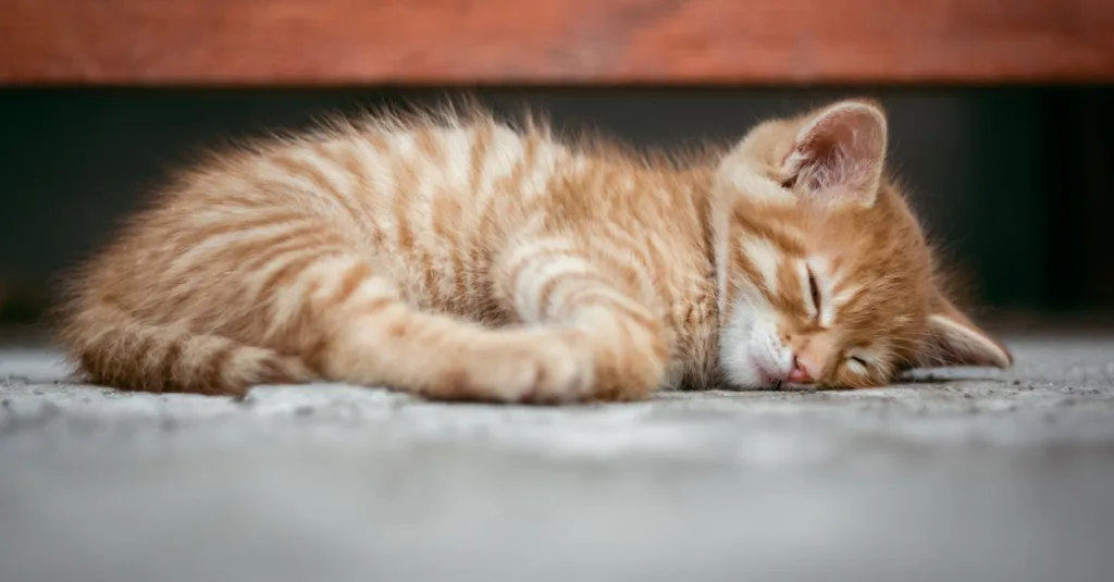 découvrez des astuces efficaces pour améliorer la qualité de votre sommeil et vous réveiller en pleine forme chaque matin.