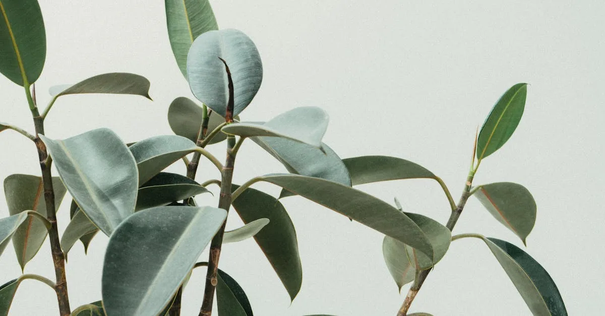 découvrez nos conseils experts pour prendre soin de vos plantes et les garder en pleine santé toute l'année.