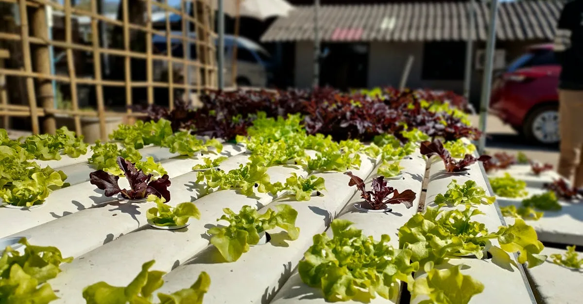 découvrez l'aquaponie, une méthode durable combinant l'aquaculture et la culture hydroponique pour produire des aliments frais de manière écologique et efficace.