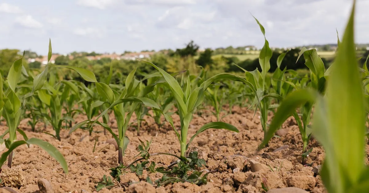 découvrez l'agriculture écologique : des pratiques durables respectueuses de l'environnement pour une production agricole saine et responsable.