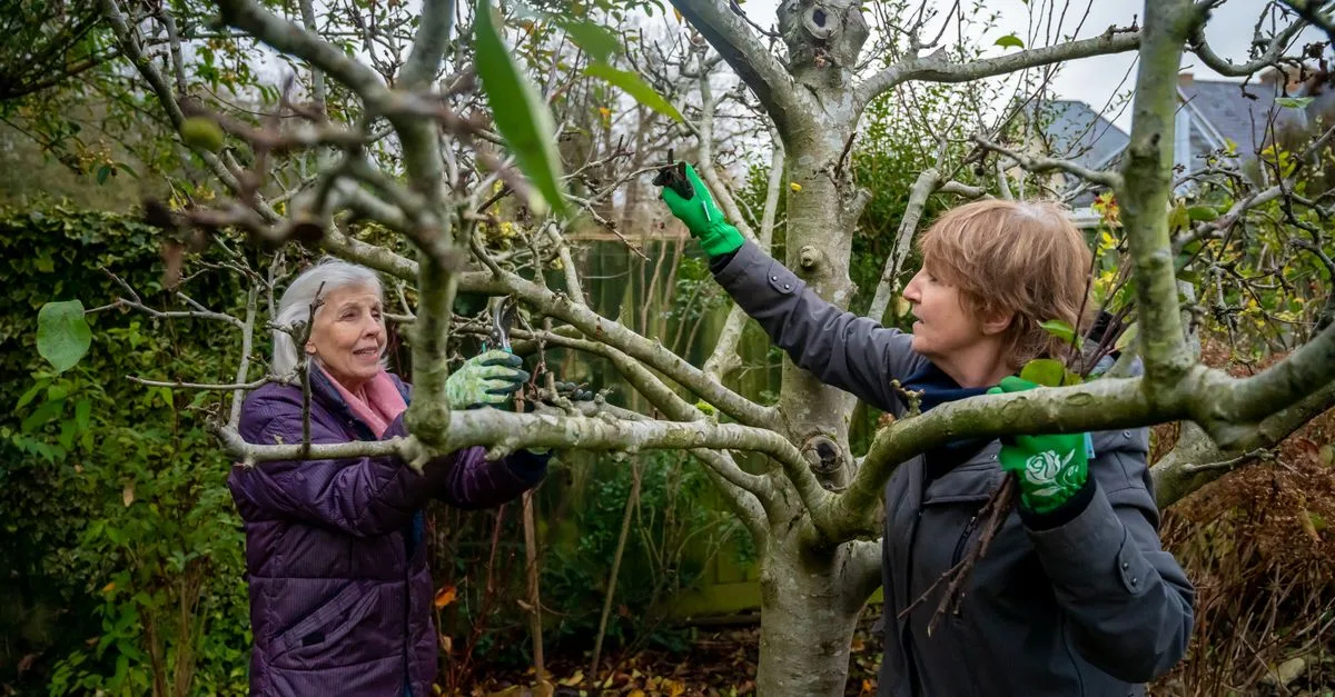 découvrez nos conseils et techniques efficaces pour tailler vos arbres et arbustes, favoriser leur croissance et embellir votre jardin grâce à une taille adaptée.